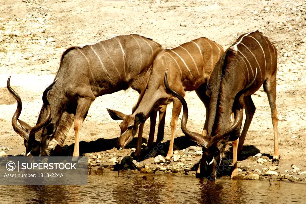 Three kudus drinking water at the riverside, Chobe River, Botswana