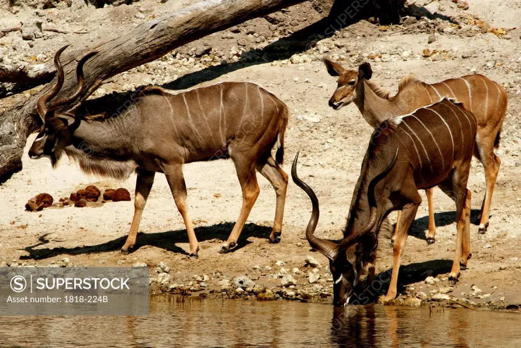 Three kudus at the riverside, Chobe River, Botswana