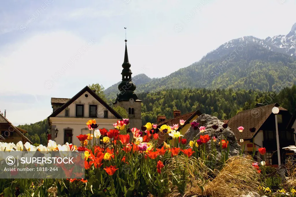 Tulips with a church in the background, Kranjska Gora, Slovenia