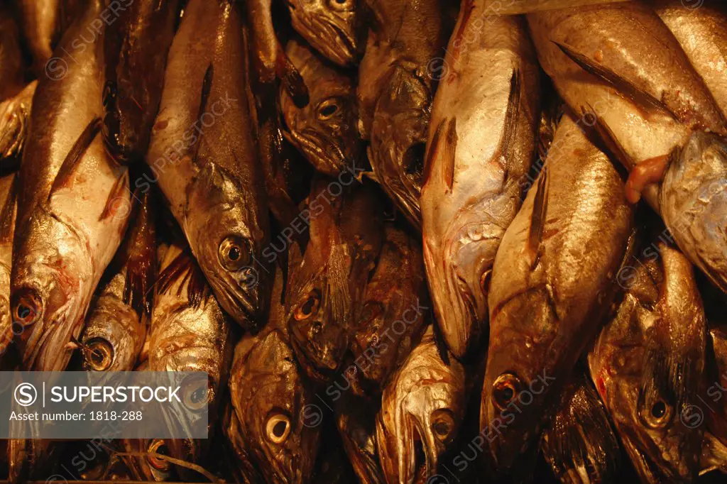 Herrings in a fish market, Chile