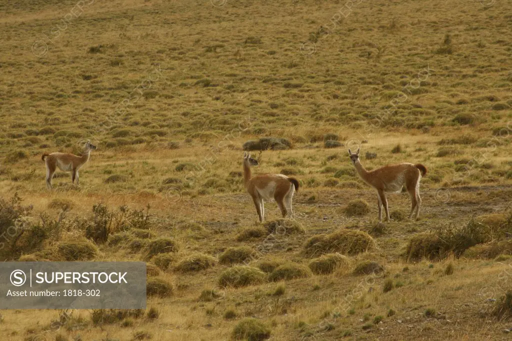 Three wild guanacos in a field, Patagonia, Chile
