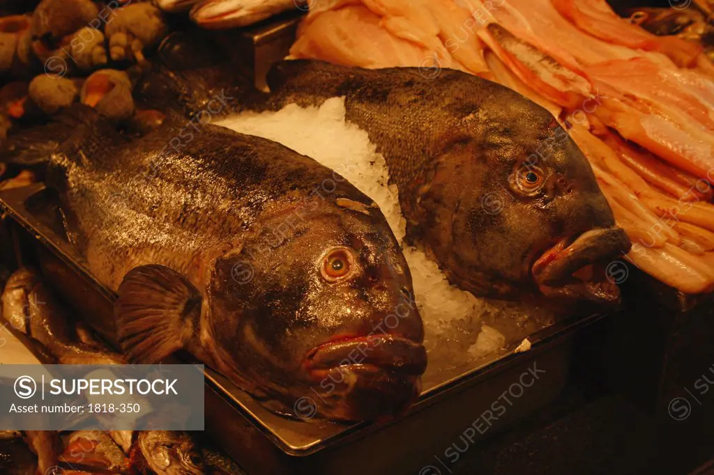 Groupers in a fish market, Chile