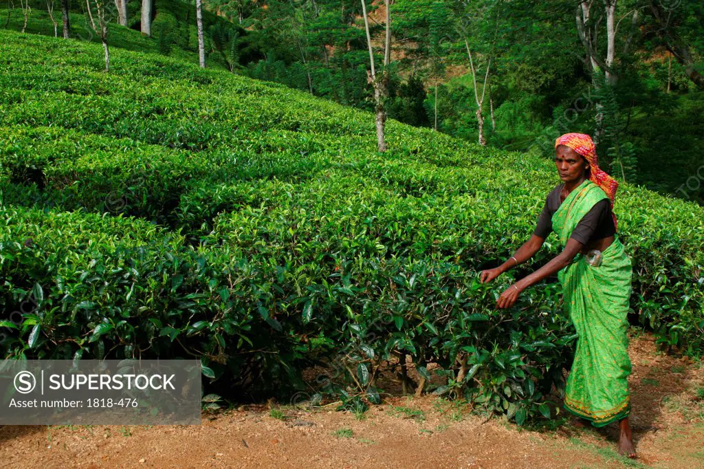 Picking tea leaves, Sri Lanka