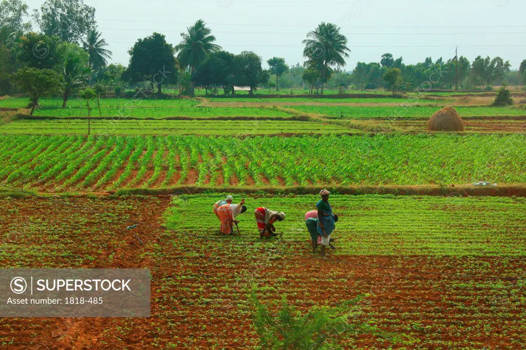 vegetable fields, India