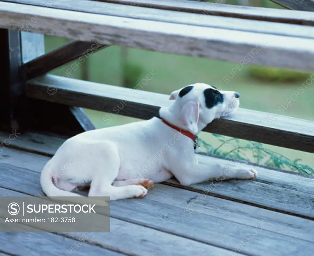 Close-up of a puppy lying on a porch