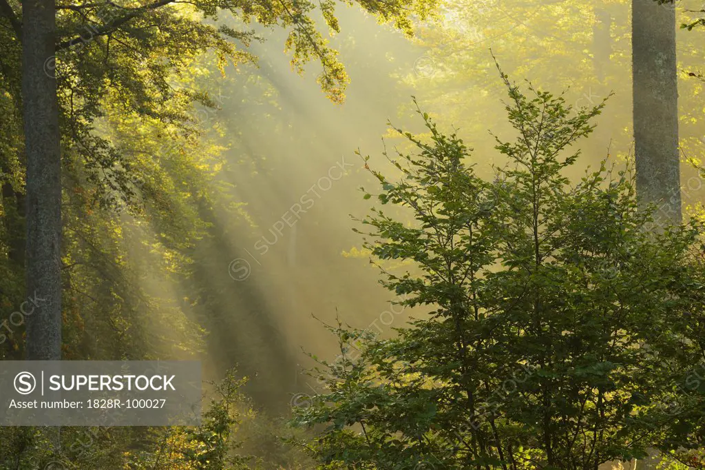 Sunbeams in European Beech (Fagus sylvatica) Forest in Autumn, Spessart, Bavaria, Germany. 09/24/2013