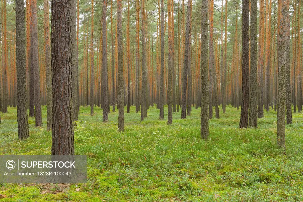 Pine Forest, Biosphere Reserve, Lusatia, Saxony, Germany. 09/18/2013