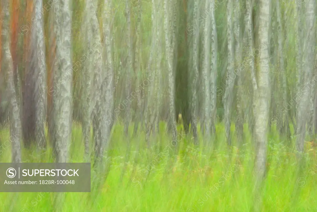 Blurred Birch Forest, Biosphere Reserve, Lusatia, Saxony, Germany. 09/19/2013