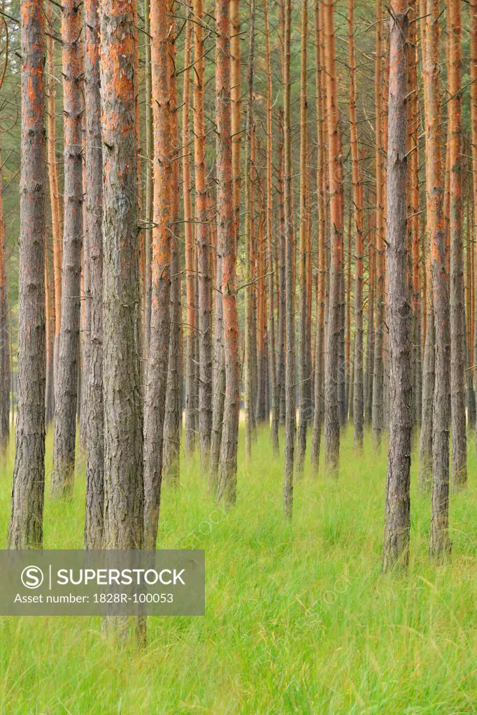 Pine Forest, Biosphere Reserve, Lusatia, Saxony, Germany. 09/19/2013