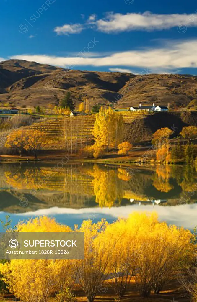 Autumn Hillside, Bannockburn, Otago, South Island, New Zealand   