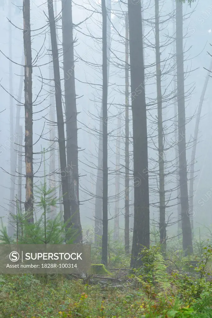 Spruce forest in early morning mist, Spessart, Bavaria, Germany, Europe. 10/07/2013