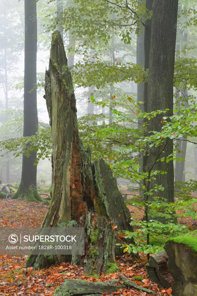 Old Tree Trunk in Beech Forest (Fagus sylvatica), Spessart, Bavaria, Germany, Europe. 10/07/2013