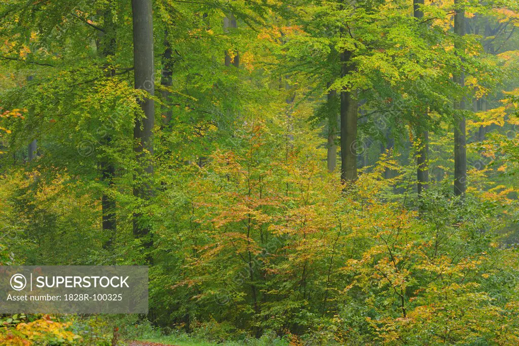 Beech forest (Fagus sylvatica) in autumn, Spessart, Bavaria, Germany, Europe. 10/14/2013