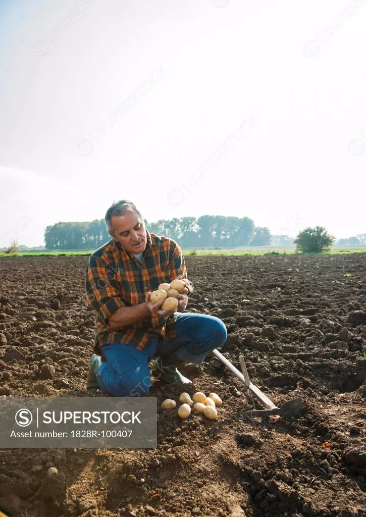 Farmer working in field, looking at potatoes, Germany. 10/09/2013