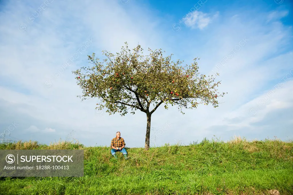 Farmer sitting on hill next to apple tree, eating apple, Germany. 10/09/2013