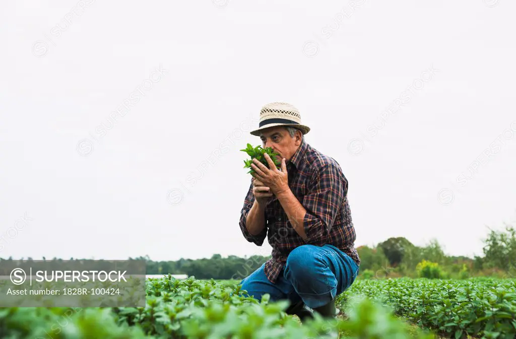 Farmer in field, holding and smelling leaves from crop, Germany. 10/09/2013