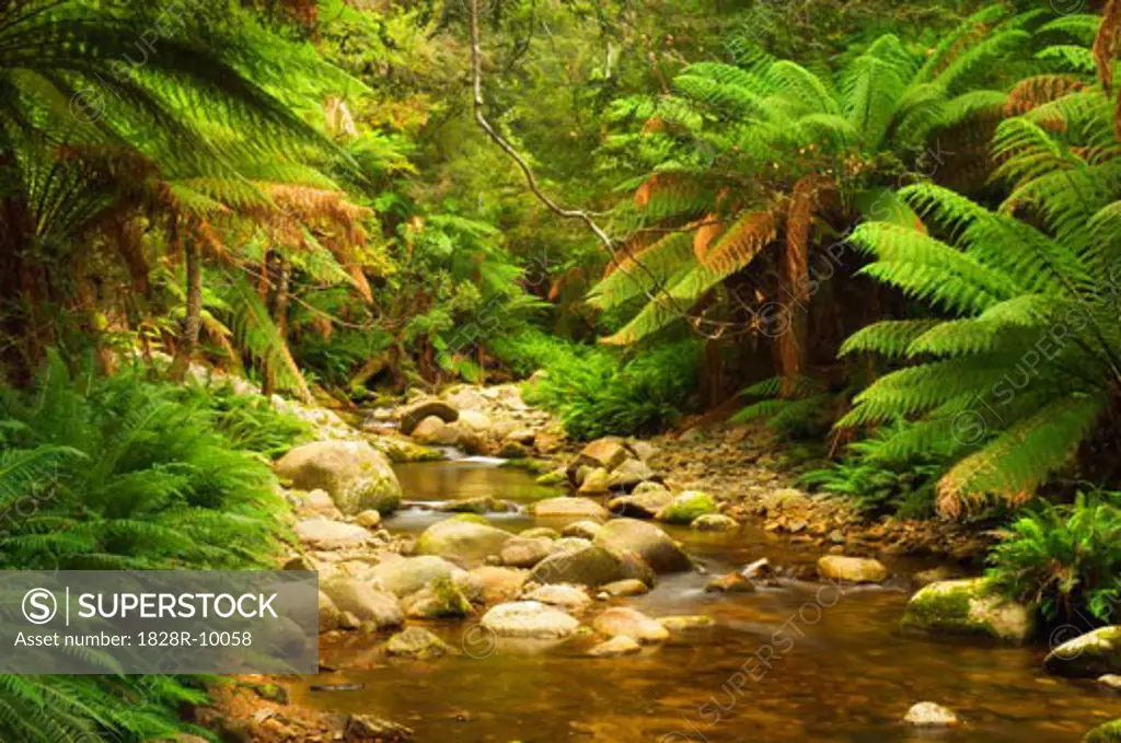 Evercreech Rivulet, Evercreech Forest Reserve, Tasmania, Australia   