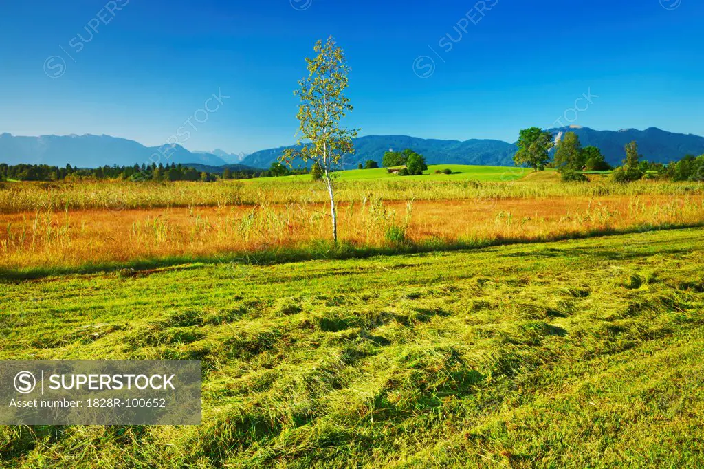 Moorland with Reeds, Staffelsee, Bavaria, Germany. 09/05/2013