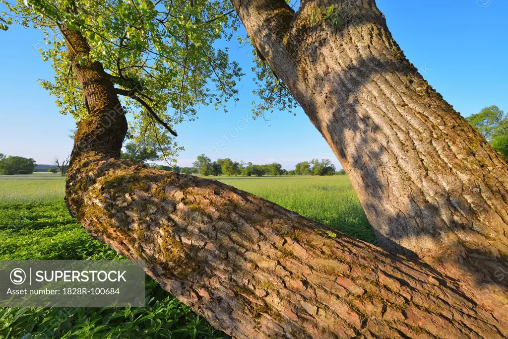 Close-up of Willow Tree in field in Spring, Kahl, Alzenau, Bavaria, Germany. 05/19/2013