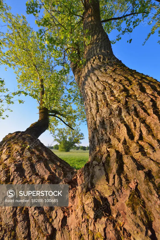Close-up of trunk of Willow Tree in Spring, Kahl, Alzenau, Bavaria, Germany. 05/19/2013