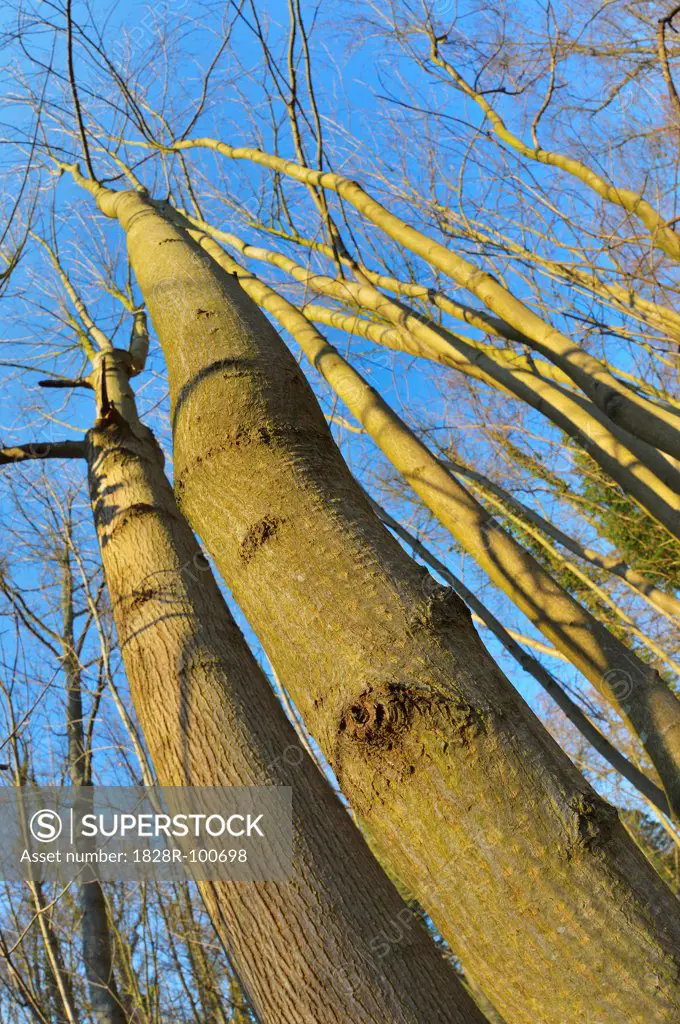 Close-up of bare trees in Forest in early Spring, Spessart, Bavaria, Germany. 03/15/2013