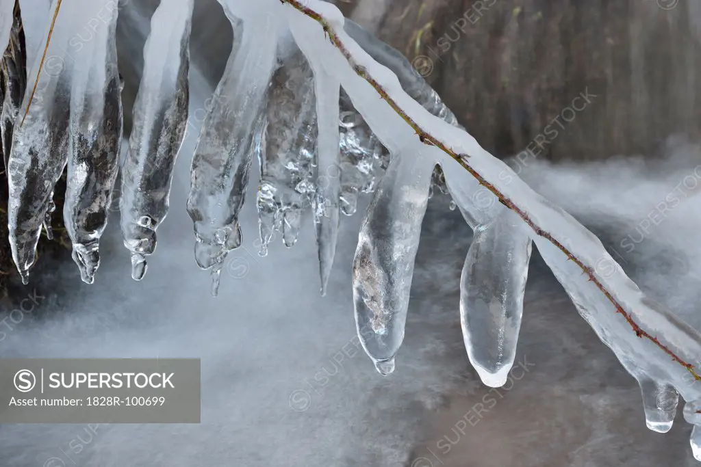 Close-up of Icicles on branch in Stream in Winter, Heigenbruecken, Spessart, Bavaria, Germany. 01/13/2013