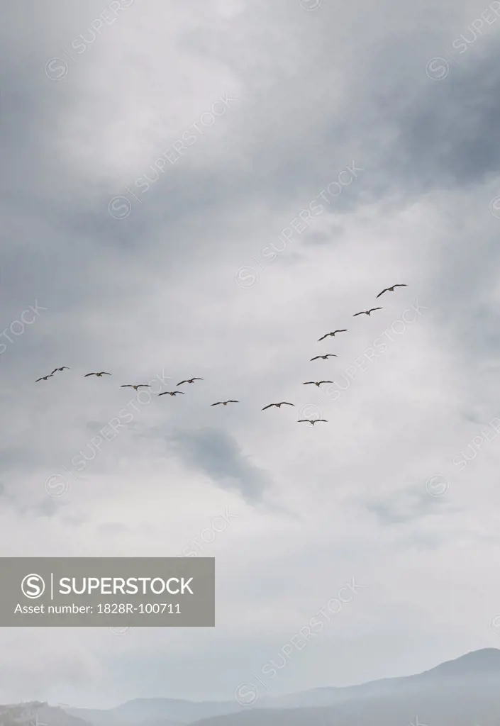 View of Canada Geese flying in formation, Vancouver Island, British Columbia, Canada. 09/14/2013