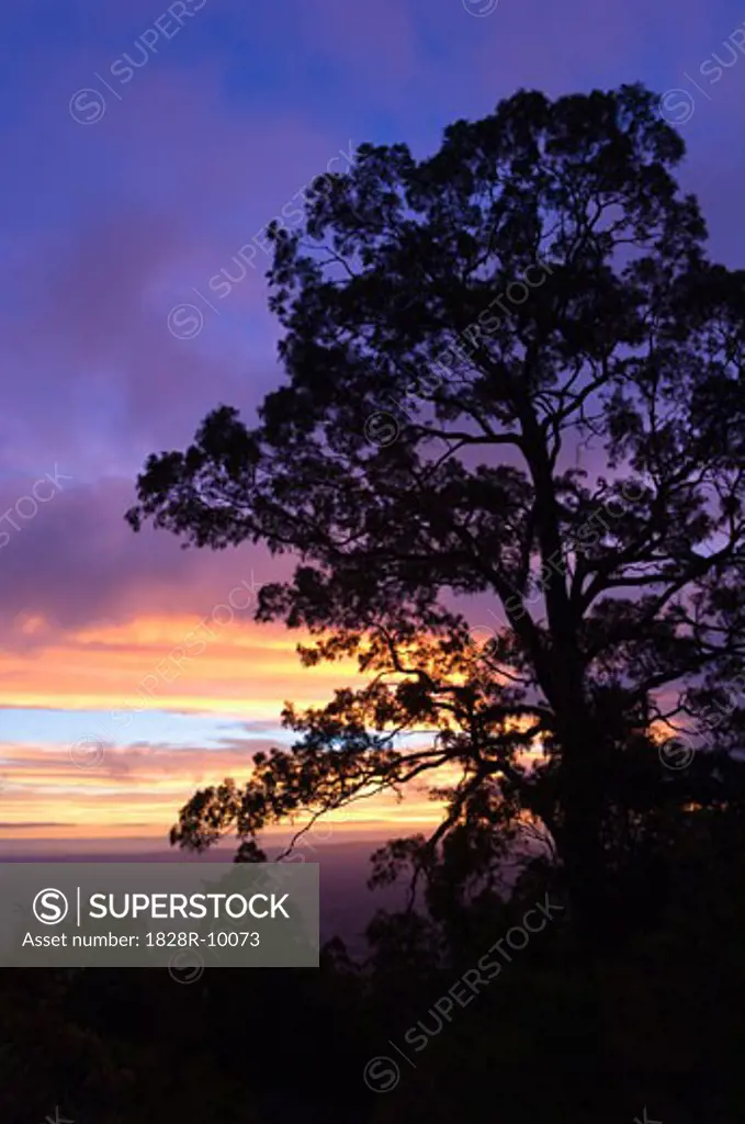 Tree at Sunset, Yarra Ranges National Park, Victoria, Australia   