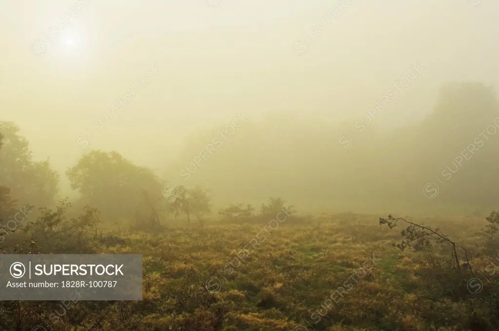 Morning Fog on Pasture, near Dahn, Palatinate Forest, Rhineland-Palatinate, Germany. 10/19/2013