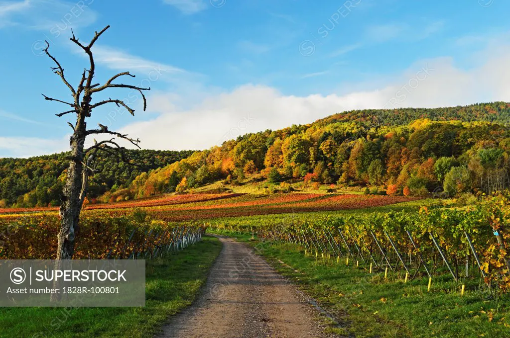 Vineyard Landscape, near St Martin, German Wine Route, Rhineland-Palatinate, Germany. 10/24/2013