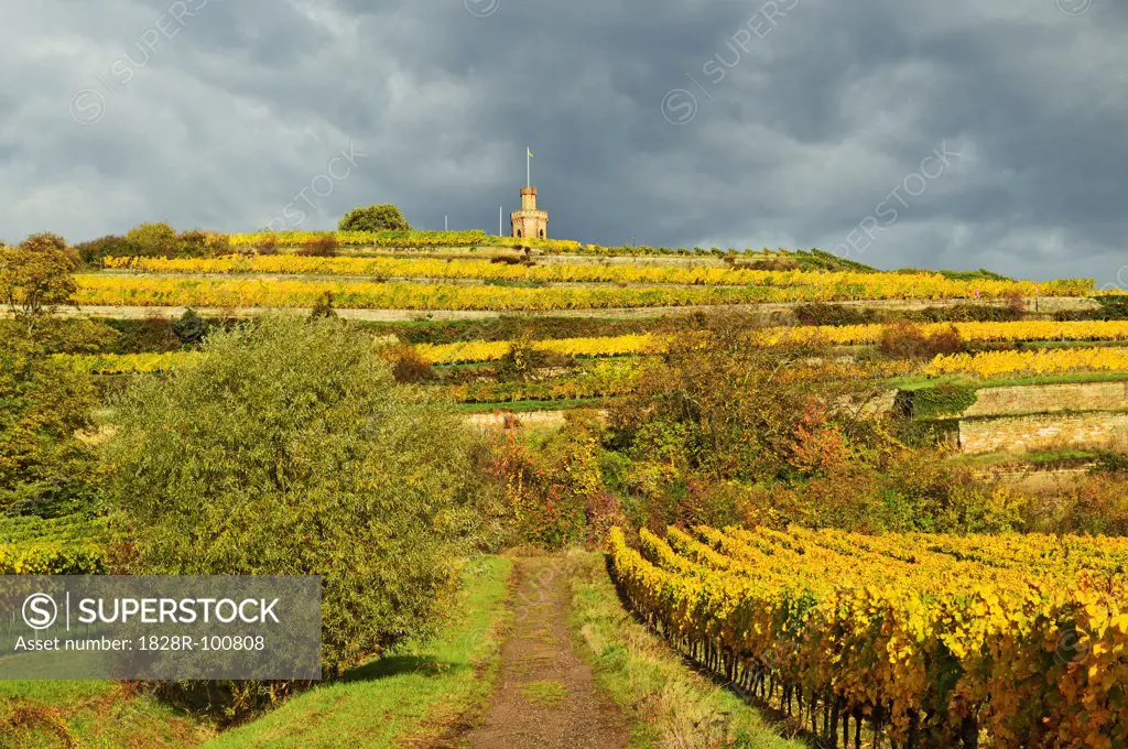 Vineyard Landscape and Flaggenturm, near Bad Duerkheim, German Wine Route, Rhineland-Palatinate, Germany. 10/26/2013