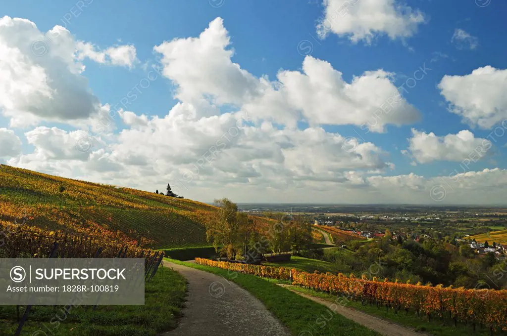 Vineyard Landscape, Ortenau, Baden Wine Route, Baden-Wurttemberg, Germany. 10/30/2013