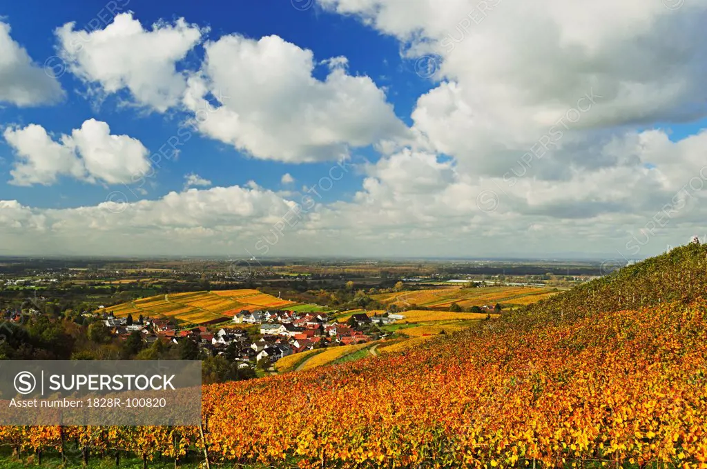 Vineyard Landscape and Varnhalt Village, Ortenau, Baden Wine Route, Baden-Wurttemberg, Germany. 10/30/2013