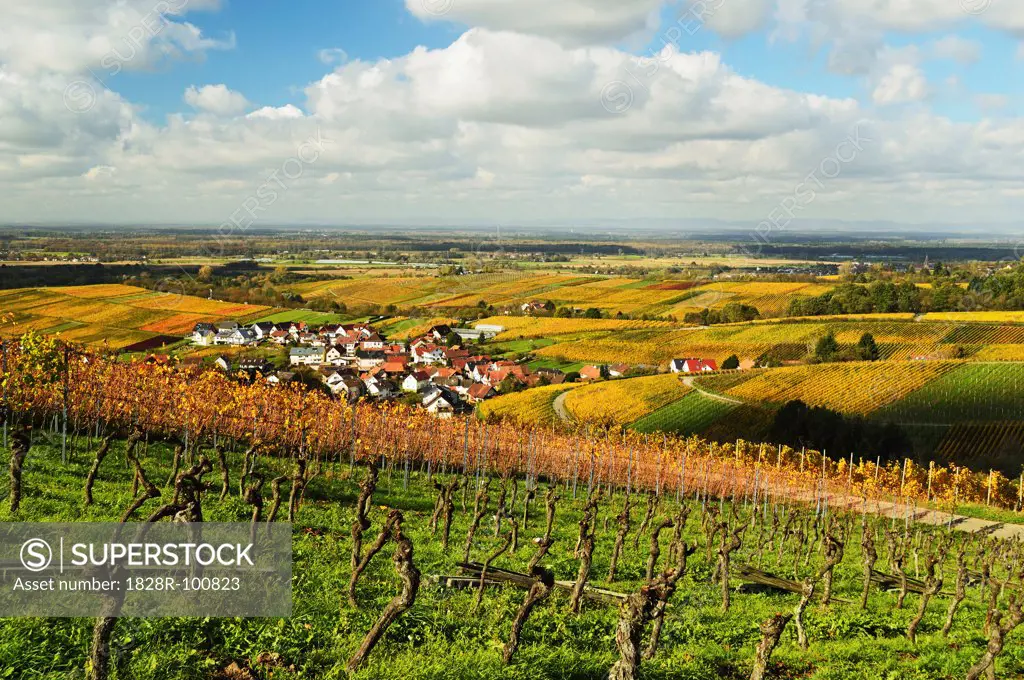 Vineyard Landscape and Varnhalt Village, Ortenau, Baden Wine Route, Baden-Wurttemberg, Germany. 10/30/2013