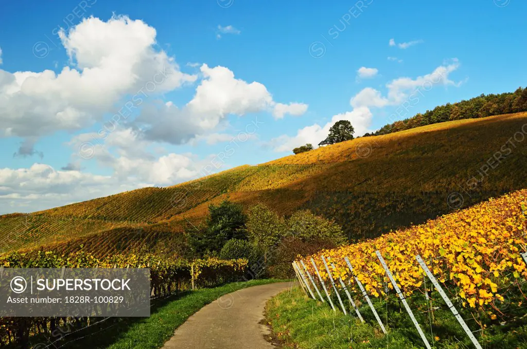 Vineyard Landscape, Ortenau, Baden Wine Route, Baden-Wurttemberg, Germany. 10/30/2013