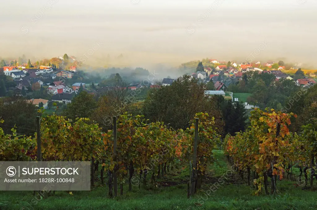 Vineyard Landscape and Brombach Village, Ortenau, Baden Wine Route, Baden-Wurttemberg, Germany. 10/31/2013