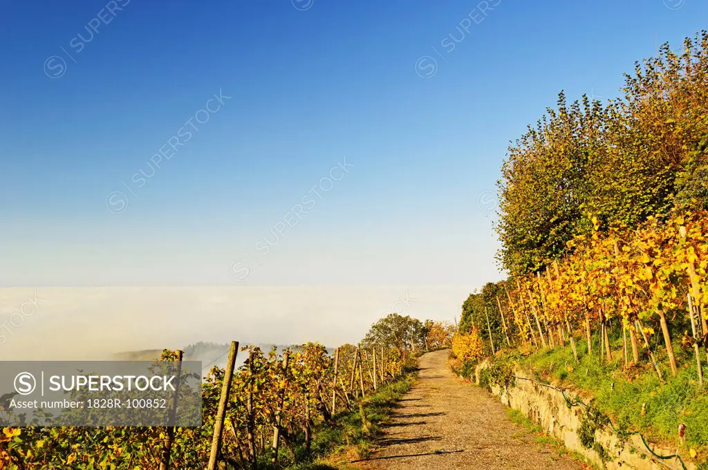 Vineyard Landscape, Ortenau, Baden Wine Route, Baden-Wurttemberg, Germany. 10/31/2013