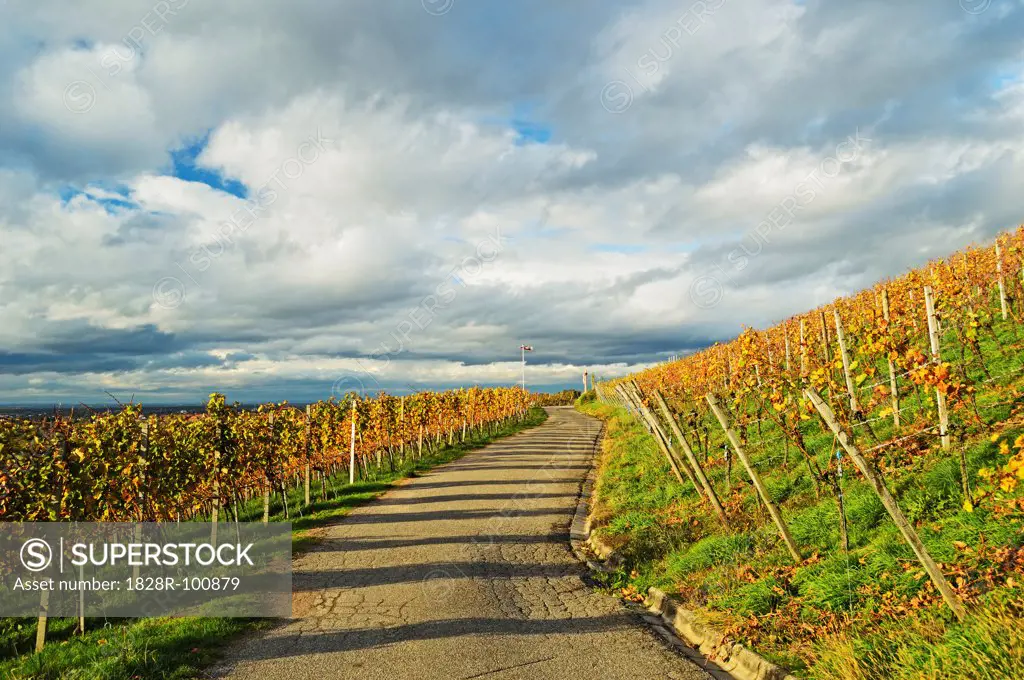 Vineyard Landscape, Ortenau, Baden Wine Route, Baden-Wurttemberg, Germany. 11/02/2013