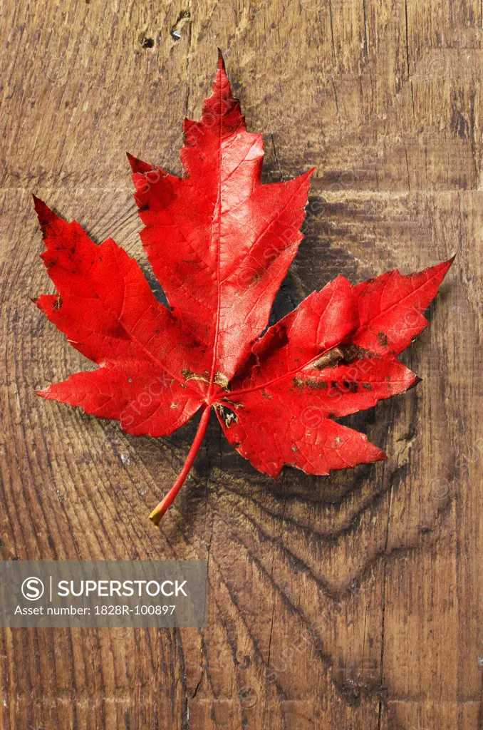 Close-up of Red Maple Leaf on old barn Board. 08/19/2013