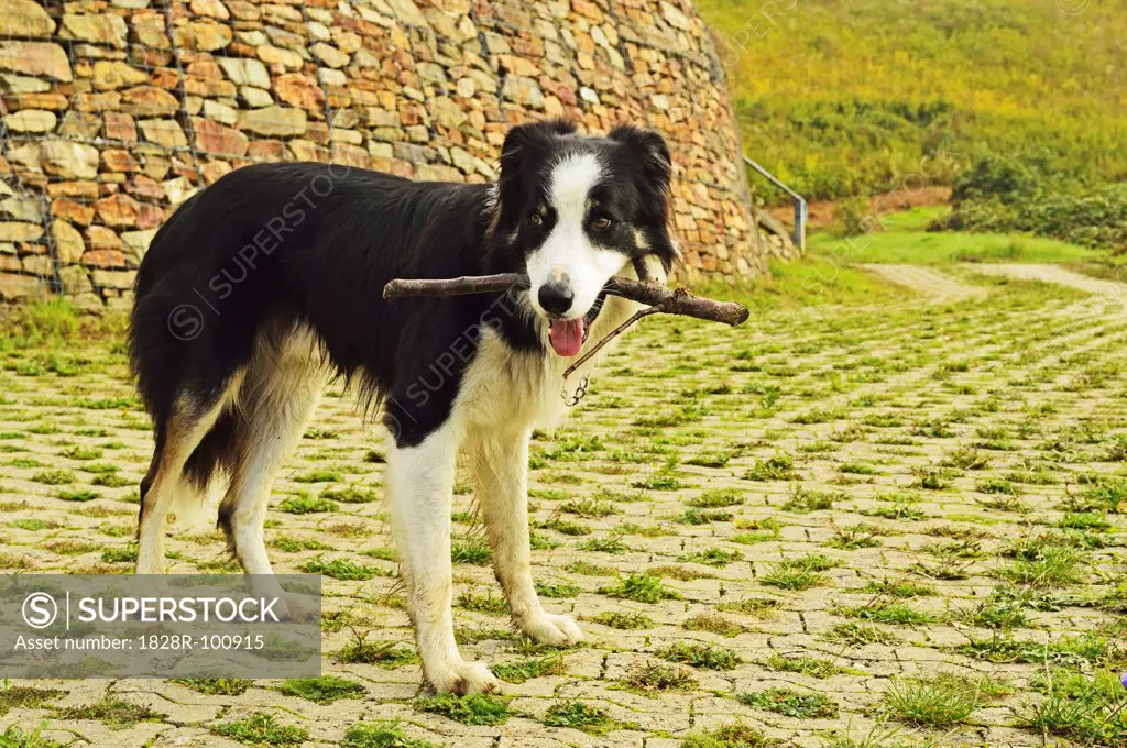 Portrait of Border Collie carrying Stick, Hesse, Germany. 09/24/2013