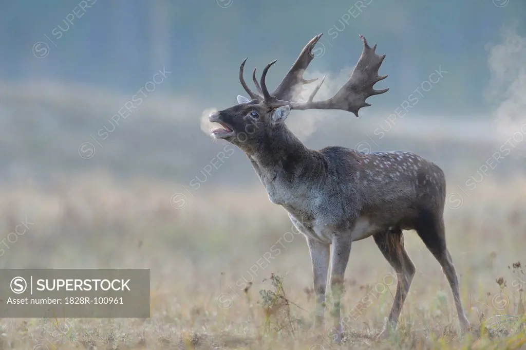 Bellowing Male Fallow Deer (Cervus dama) in Autumn, Hesse, Germany. 10/19/2013