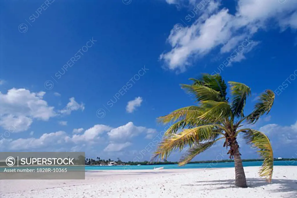 Palm Tree on Beach, Cayman Islands   