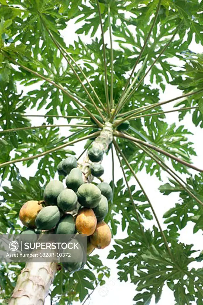 Papaya Tree   