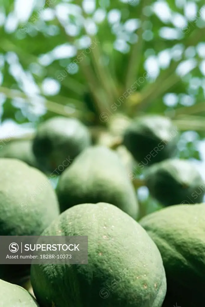 Papaya Tree   