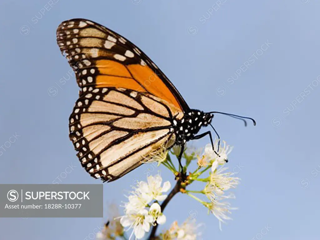Monarch Butterfly on Branch   