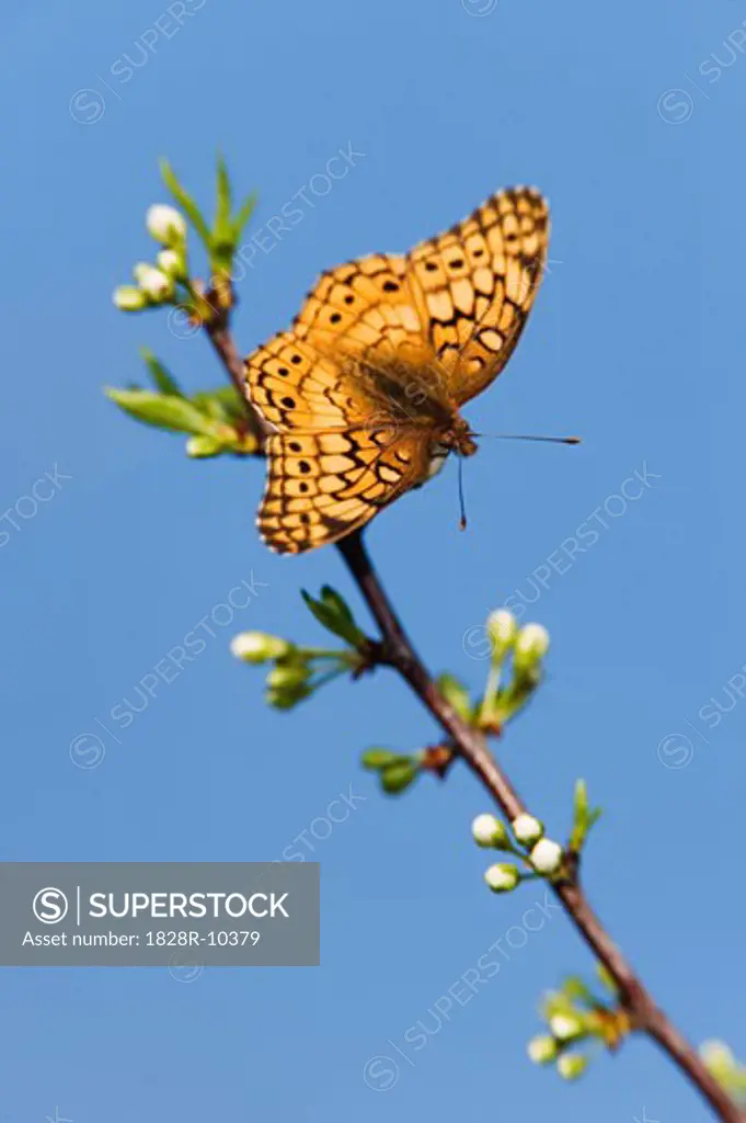Variegated Fritillary Butterfly   