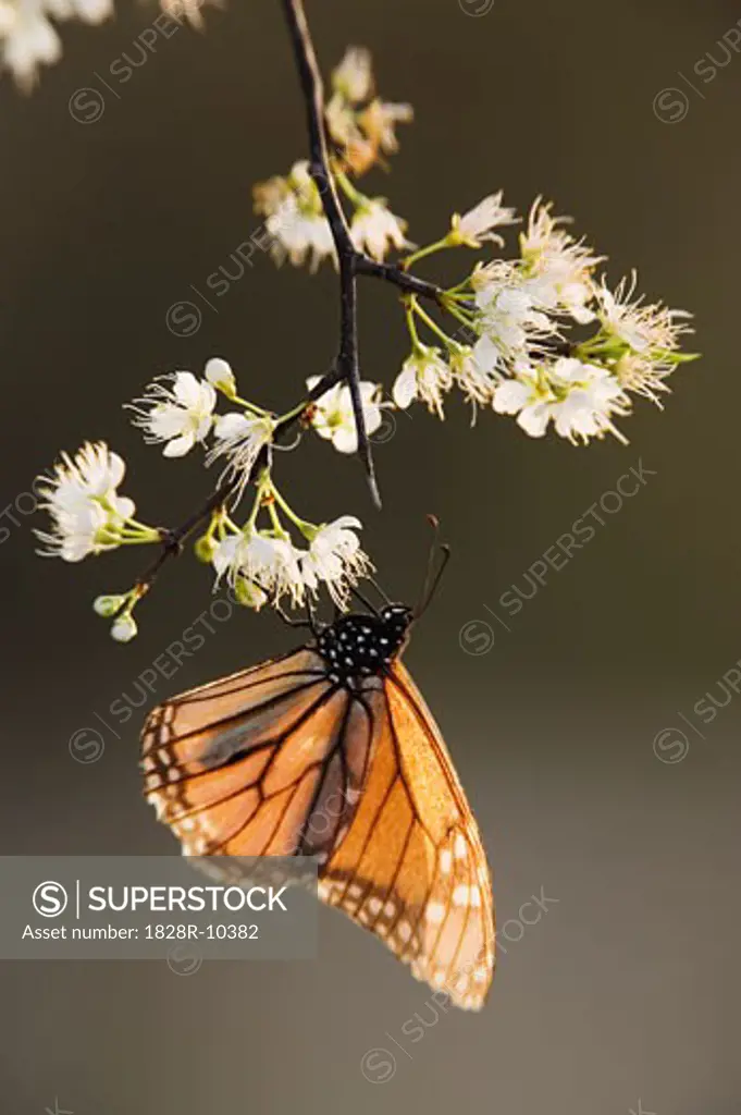 Monarch Butterfly on Branch   