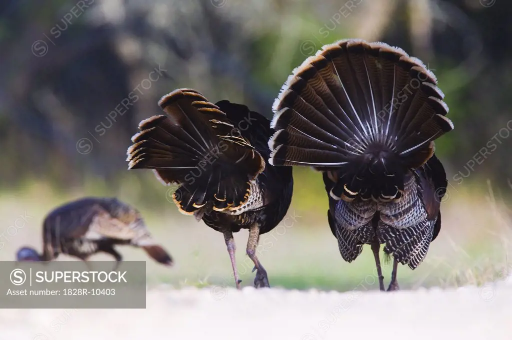 Male Rio Grande Wild Turkeys Following Female   