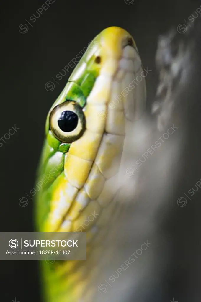 Green Tree Snake   
