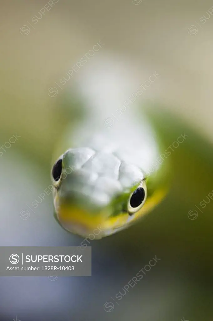 Green Tree Snake   